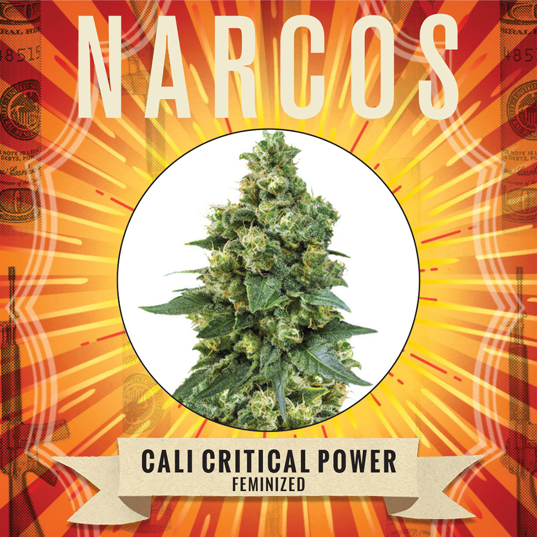 A lush, green cannabis plant with vibrant leaves and resinous buds.This indica-dominant hybrid boasts a swift 6-8 week flowering period, born from the fusion of Critical Power and Big Bud x Skunk #1