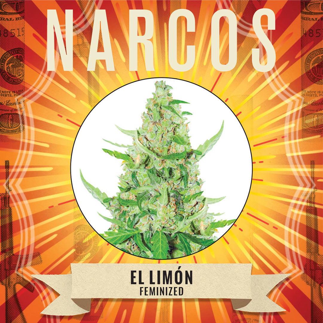 Description for NARCOS El Limón Diesel Cannabis Strain - Aromatic, Sativa-Dominant HybridFem Sour Diesel x Chemgog 91 x Super Skunk