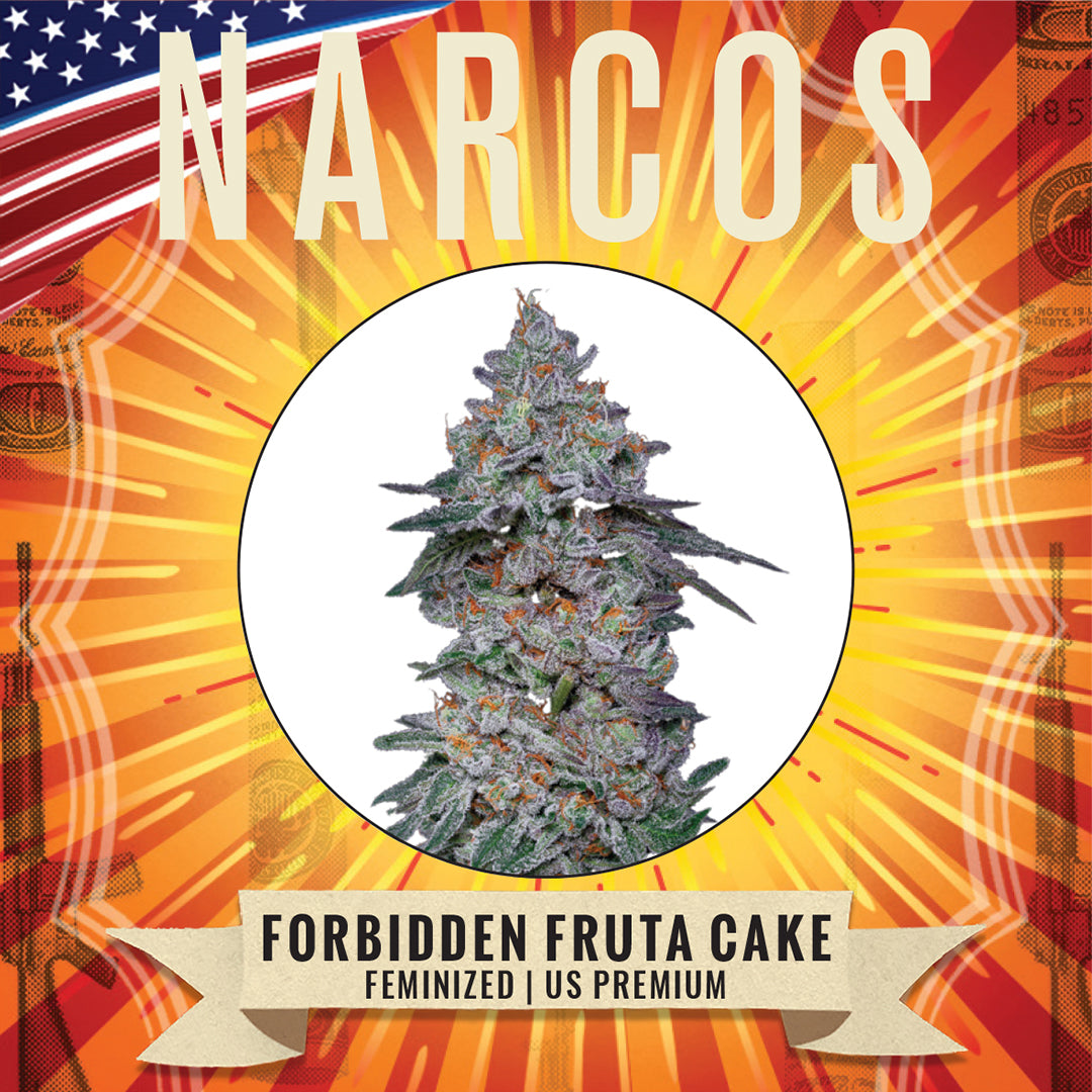 Vibrant Fem Forbidden Fruit x Wedding Cake cannabis seeds, showcasing a blend of rich purple and green hues, ideal for growers seeking unique flavors and potent effects.
