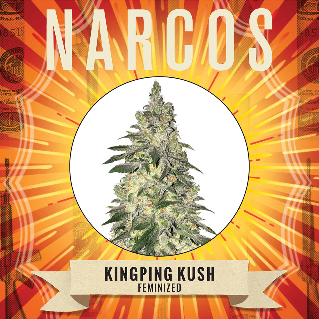 Vibrant Fem OG Kush x Kush Chemdog x Hindu Kush cannabis strain, showcasing dense buds with a rich coating of trichomes, offering a potent blend of earthy, woody, and spicy aromas, perfect for connoisseurs seeking a powerful and relaxing effect