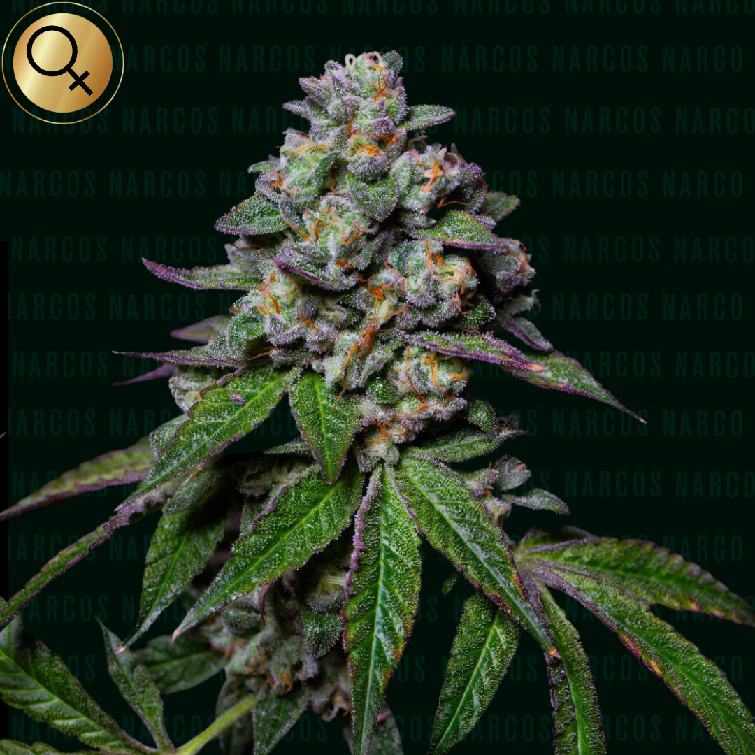 Lush Fem Auto Cream Manderine XXL cannabis plant, featuring vibrant green leaves and dense, orange-scented buds, perfect for growers seeking a high-yielding, autoflowering strain with a sweet, citrusy aroma and relaxing effects.
