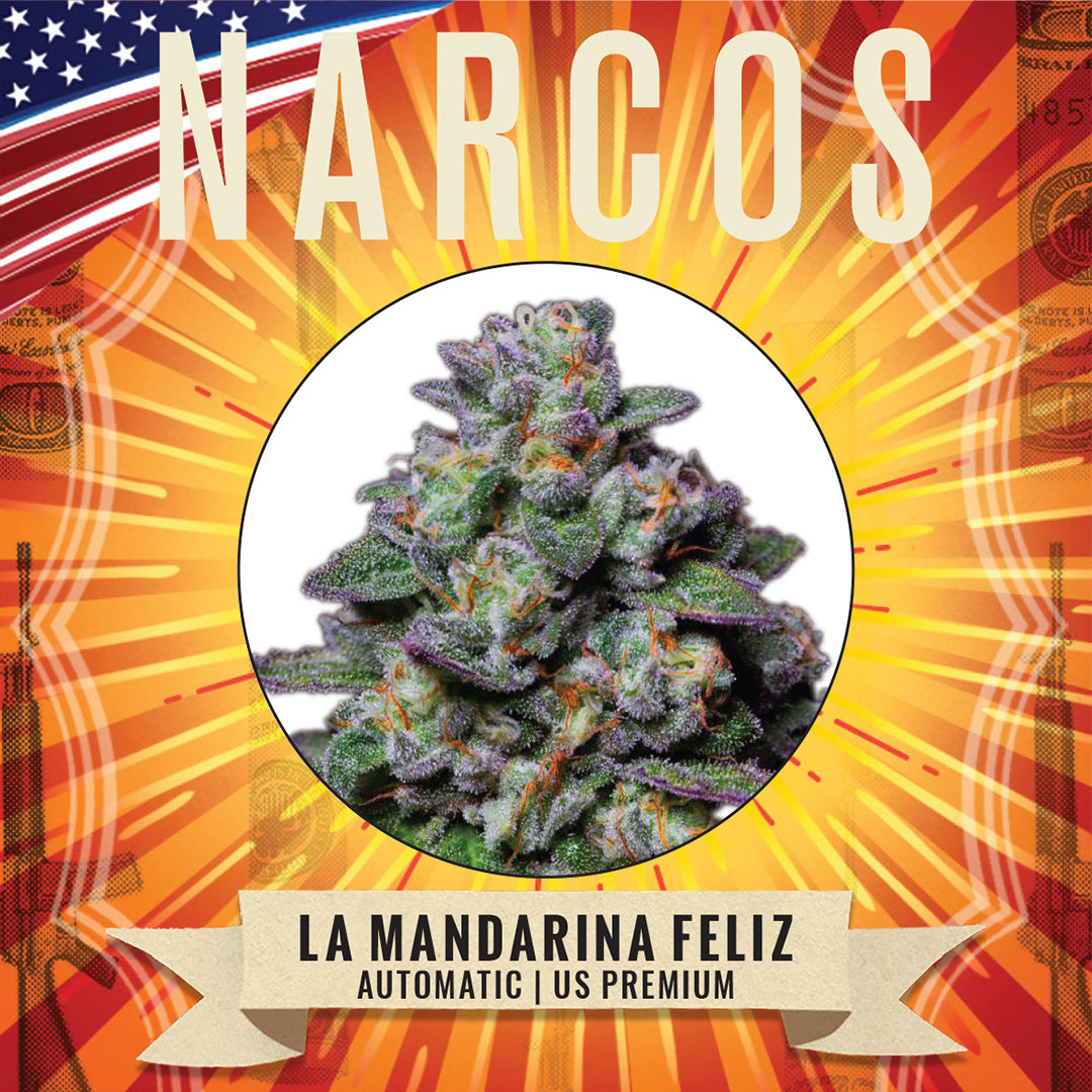 Lush Fem Auto Cream Manderine XXL cannabis plant, featuring vibrant green leaves and dense, orange-scented buds, perfect for growers seeking a high-yielding, autoflowering strain with a sweet, citrusy aroma and relaxing effects.