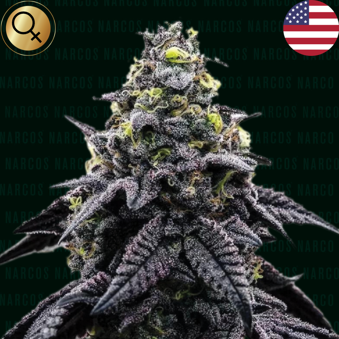 Experience the future of cannabis with our latest arrivals. Explore top-tier strains and cutting-edge accessories at our Shopify store. Elevate your journey with the newest in the world of cannabisIntroducing NARCOS AK-Automático, a distinctive strain rooted in AK-47 Autoflower genetics. Derived from a blend of Colombian, Mexican, Thai, and Afghani varieties, this sativa-dominant powerhouse offers a unique fusion of experiences.Fem Auto AK 47 x Colombian x Mexican x Thai x Afghani AK 47