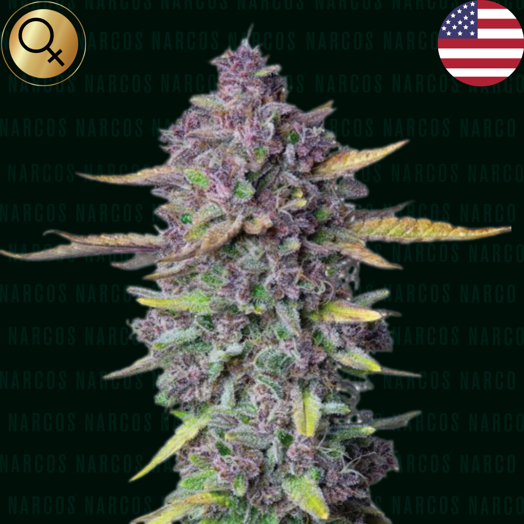 Experience the exquisite Fem Auto Purple Punch x Granddaddy Purple x Larry OG, a stunning cannabis strain that combines deep, rich grape and berry aromas with the earthy, pine undertones of Larry OG. Perfect for those seeking a relaxing, yet euphoric experience with a visually striking purple hue