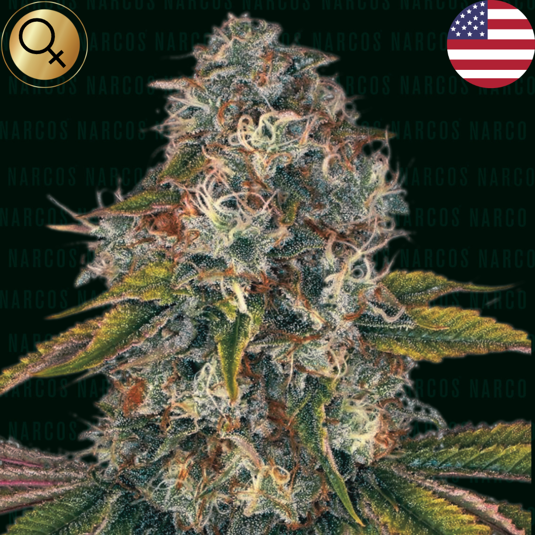 Dive into the sweet and fruity world of Fem Zkittlez x Grape Ape x Grapefruit, a luscious cannabis strain that marries the tangy flavors of grapefruit with the deep, rich notes of grape. Ideal for those seeking a juicy, flavorful experience and a vibrant, uplifting high.