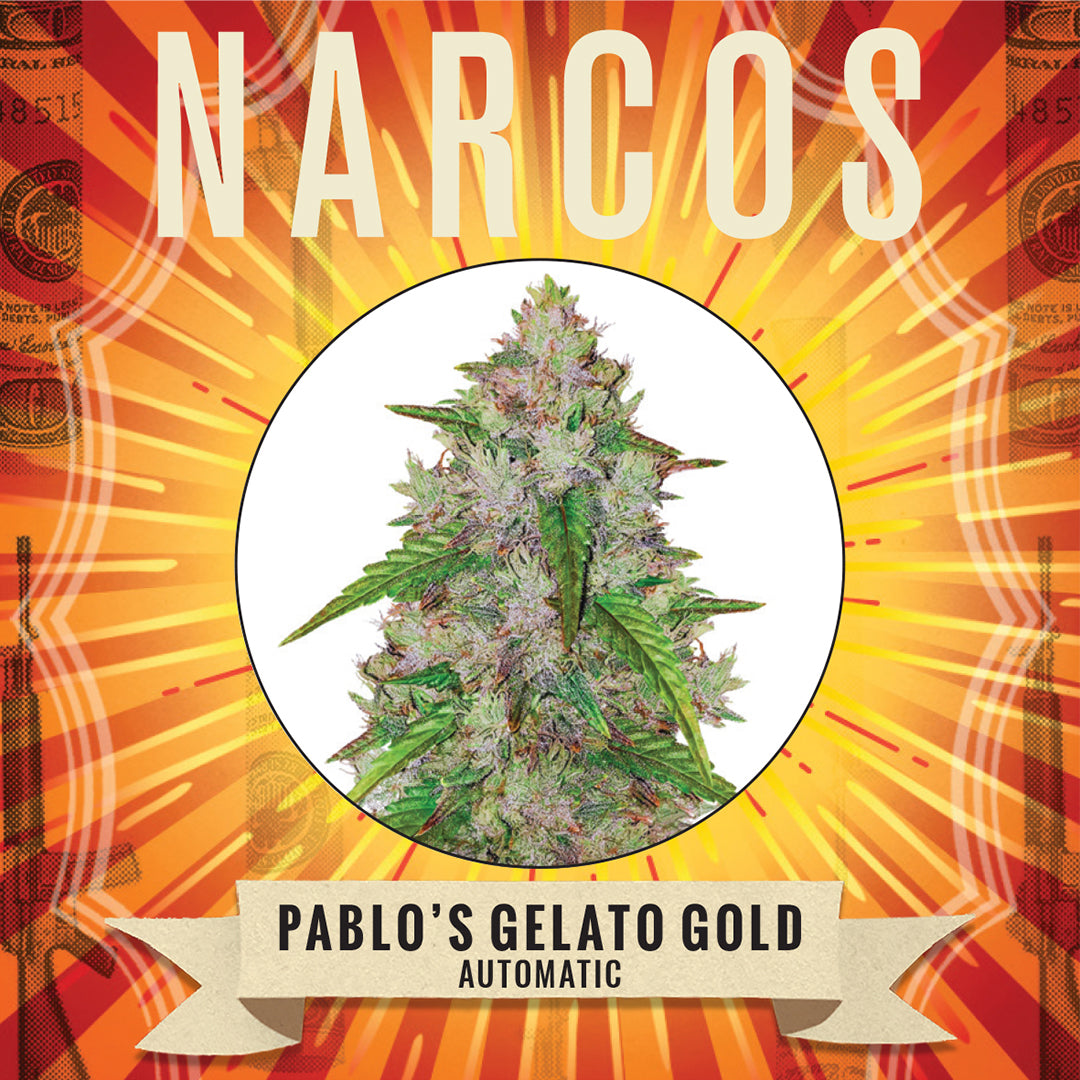 Discover the delight of Fem Auto Gelato x Sunset Sherbet x GSC x Ruderalis cannabis strain, showcasing a mesmerizing blend of sweet, fruity flavors with a hint of earthy undertones. Perfect for those seeking a potent, yet balanced effect, with the convenience of an autoflowering variety