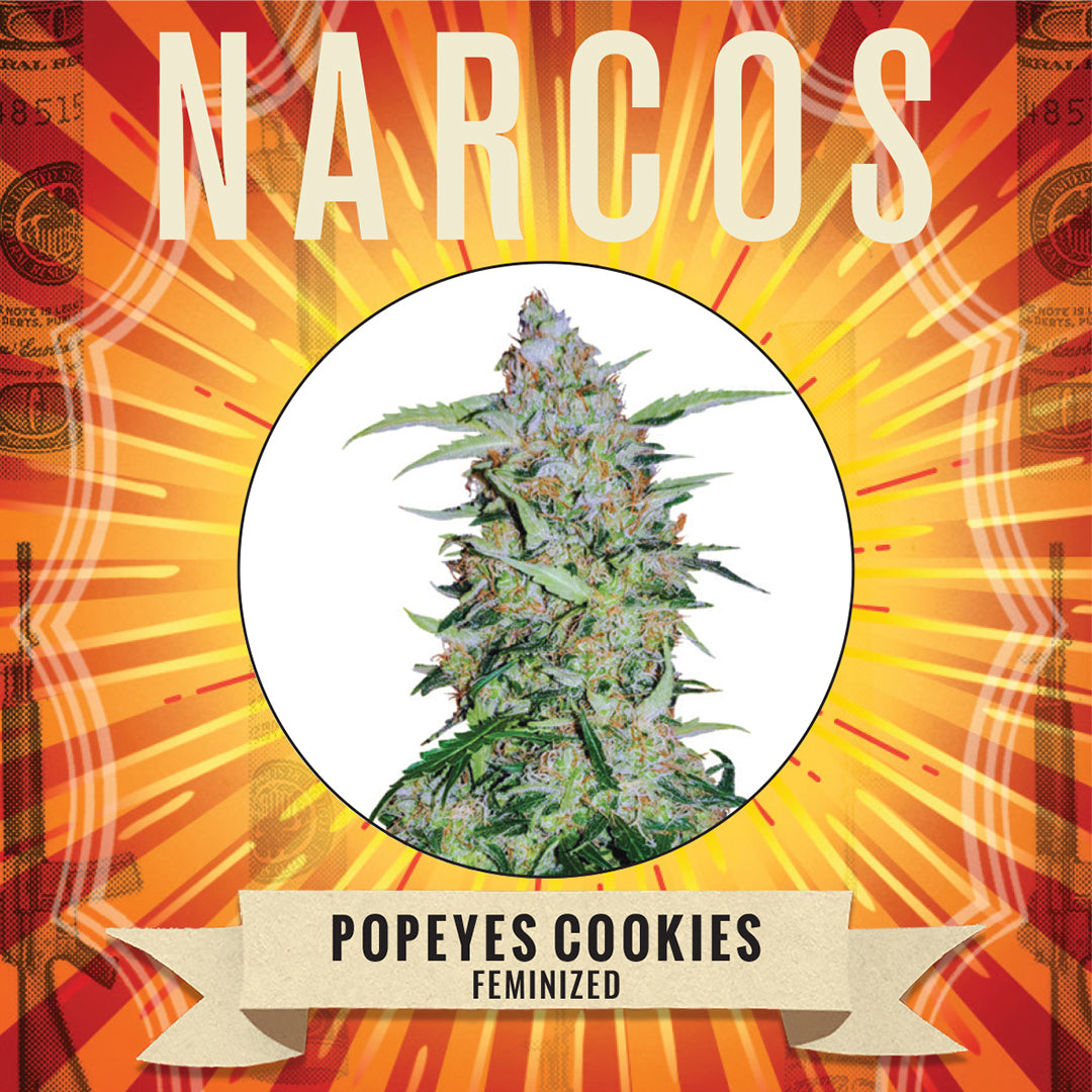 Explore the fusion of flavors with Fem GSC x Durban Poison x OG Kush, a dynamic cannabis strain boasting a rich blend of sweet, earthy aromas with hints of pine and spice. Ideal for those seeking a potent, balanced high that stimulates creativity and relaxation
