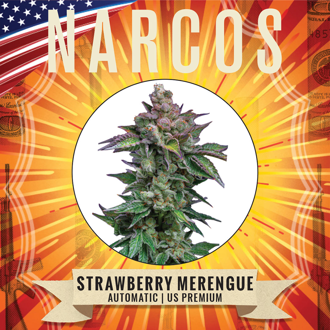 Savor the sweetness of Fem Auto Strawberry Pie XXL x Fire OG BX x Strawberry Milk, a tantalizing cannabis strain that blends the juicy flavors of fresh strawberries with the fiery potency of OG. Ideal for those seeking a delicious, aromatic experience and a powerful, uplifting high.
