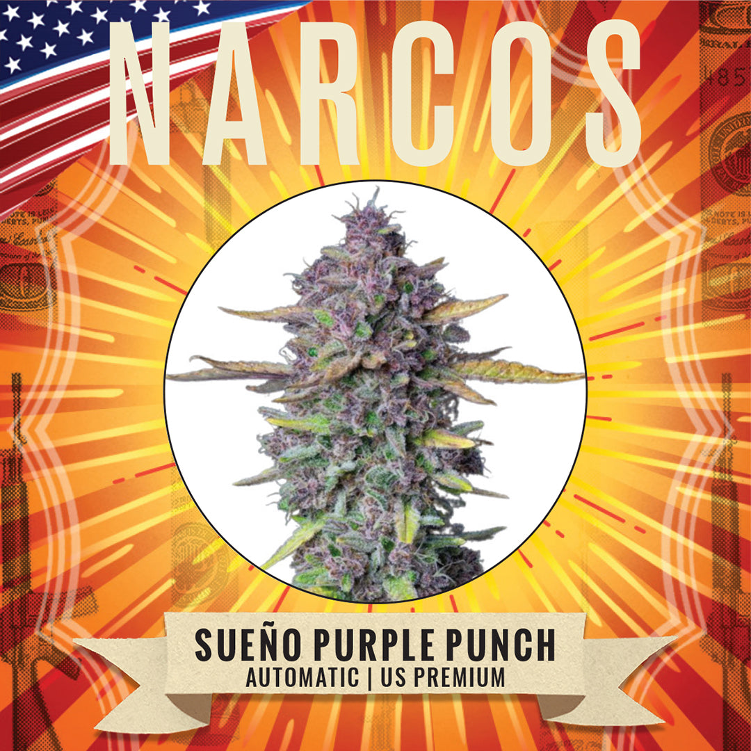 Experience the exquisite Fem Auto Purple Punch x Granddaddy Purple x Larry OG, a stunning cannabis strain that combines deep, rich grape and berry aromas with the earthy, pine undertones of Larry OG. Perfect for those seeking a relaxing, yet euphoric experience with a visually striking purple hue
