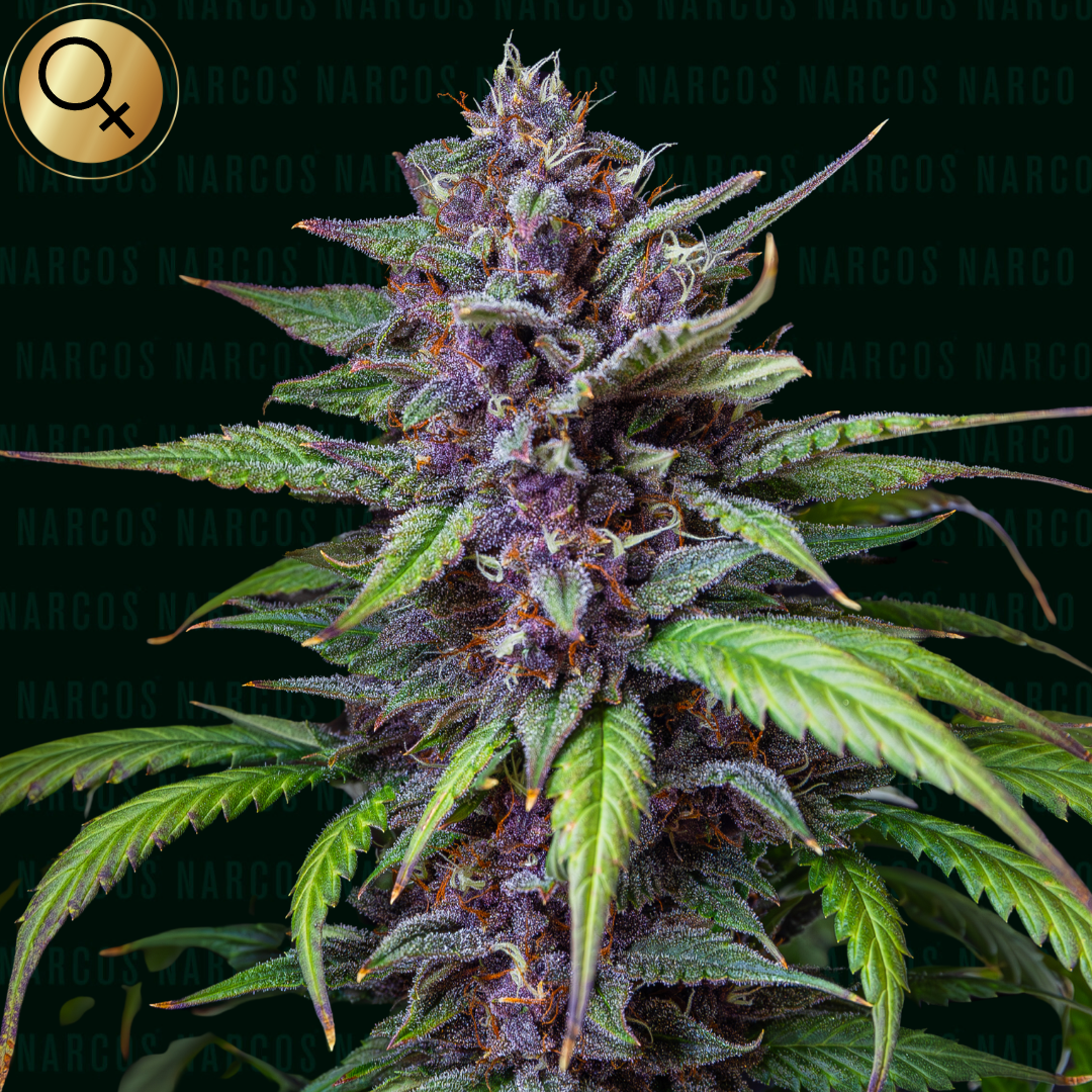 Fem Blueberry x Afghani x Thai x Purple Thai Image: A close-up view of NARCOS Blackbeard cannabis buds with rich green and purple hues, covered in glistening trichomes.Fem Blueberry x Afghani x Thai x Purple Thai