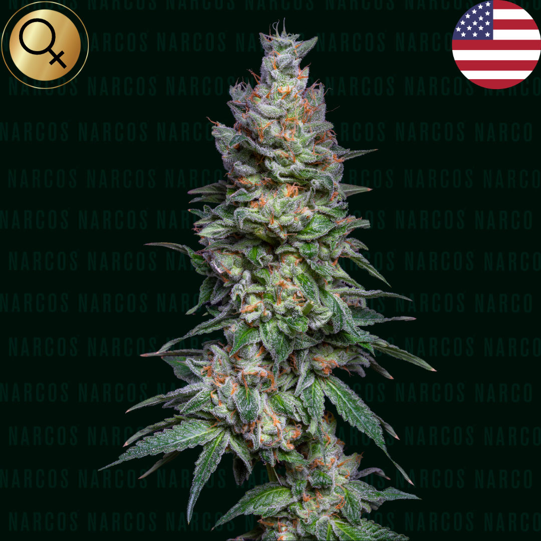 Vibrant Fem Mints Cake crossed with Mint Chocolate Chip and Wedding Cake cannabis strain, showcasing dense, trichome-rich buds with a unique blend of sweet minty and chocolate aromas, perfect for connoisseurs seeking a potent and flavorful experience.