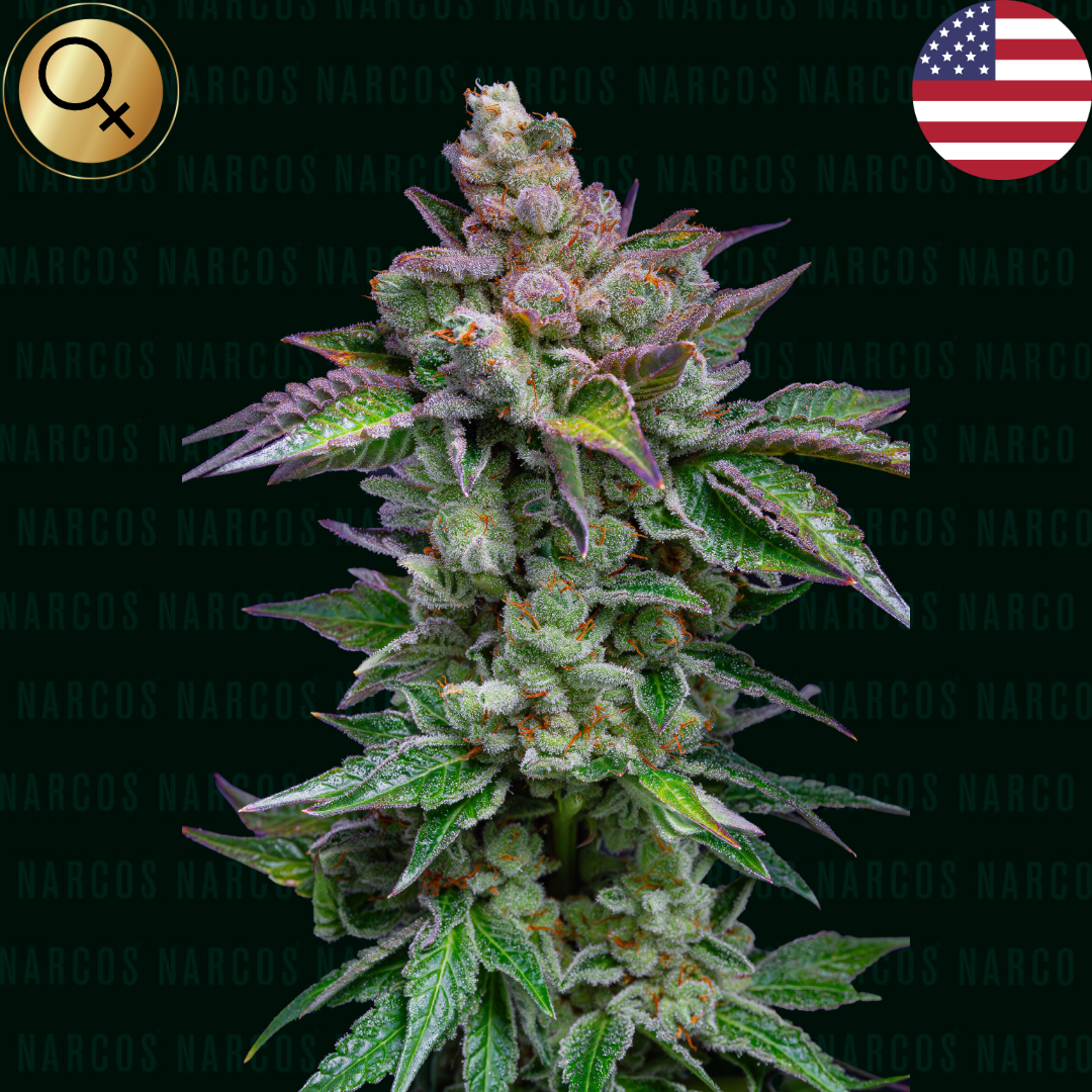 Savor the sweetness of Fem Auto Strawberry Pie XXL x Fire OG BX x Strawberry Milk, a tantalizing cannabis strain that blends the juicy flavors of fresh strawberries with the fiery potency of OG. Ideal for those seeking a delicious, aromatic experience and a powerful, uplifting high.