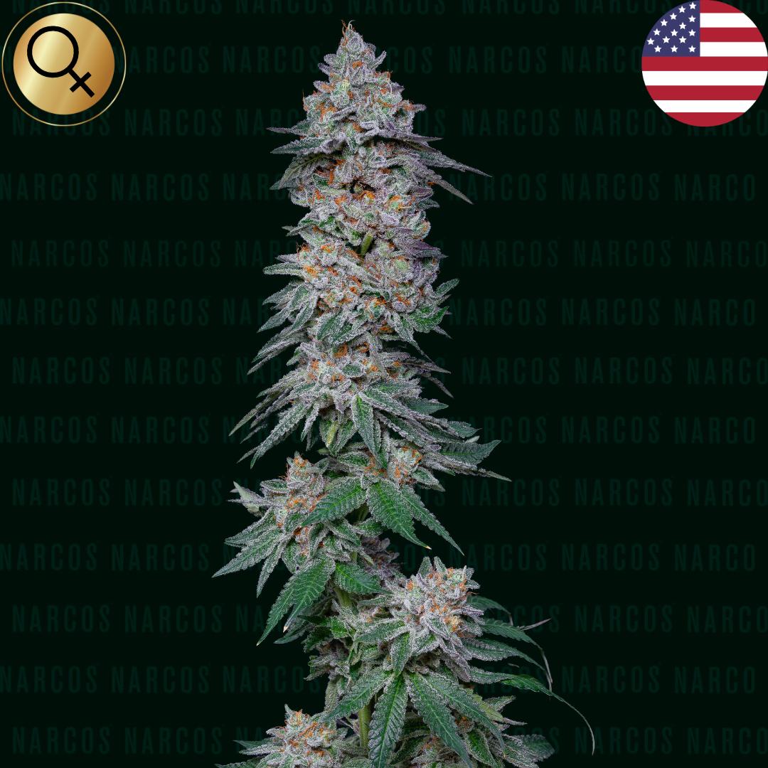 Vibrant Fem Forbidden Fruit x Wedding Cake cannabis seeds, showcasing a blend of rich purple and green hues, ideal for growers seeking unique flavors and potent effects.