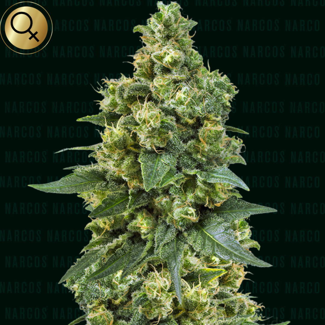 A lush, green cannabis plant with vibrant leaves and resinous buds.This indica-dominant hybrid boasts a swift 6-8 week flowering period, born from the fusion of Critical Power and Big Bud x Skunk #1