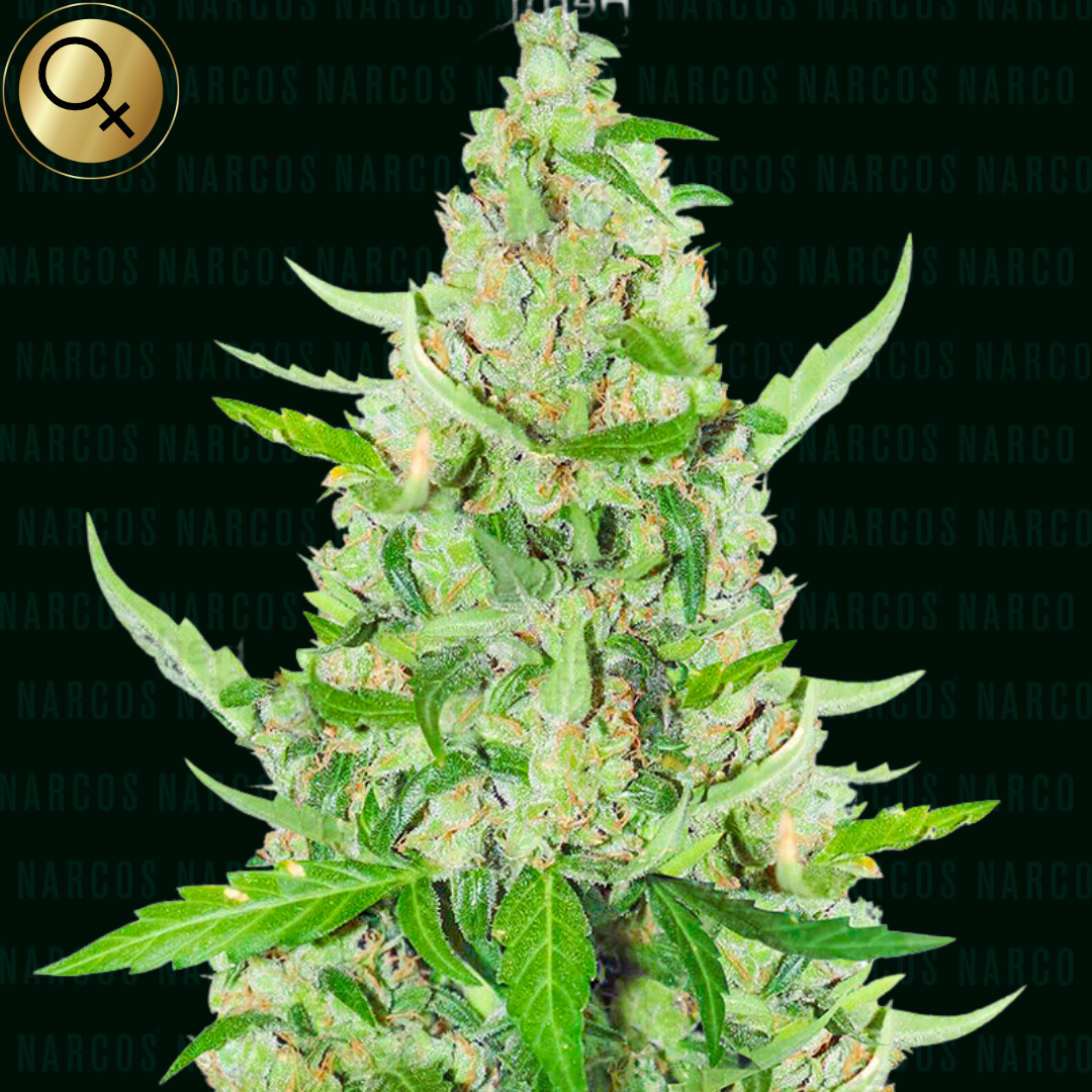 Description for NARCOS El Limón Diesel Cannabis Strain - Aromatic, Sativa-Dominant Hybrid Fem Sour Diesel x Chemgog 91 x Super Skunk