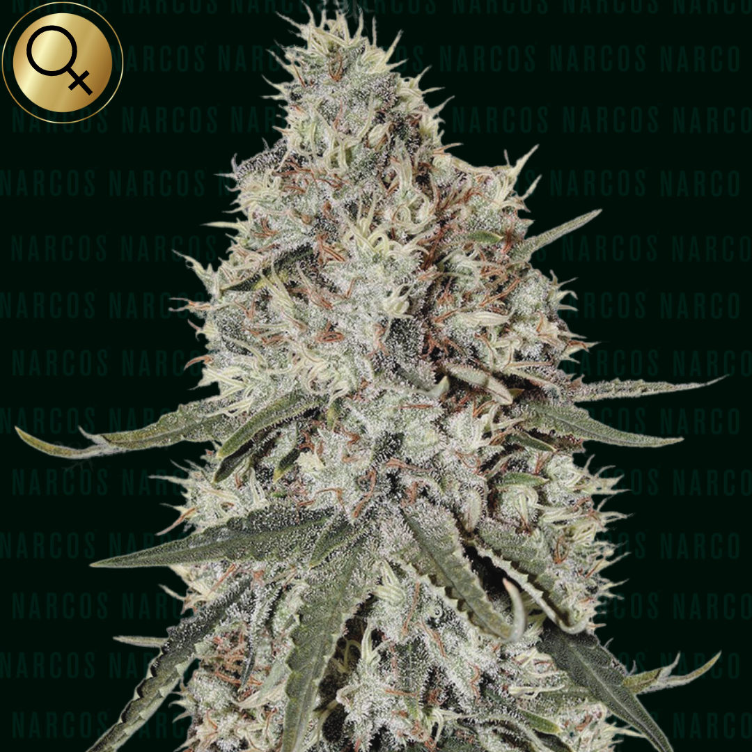 Fem Super Silver Haze x Northern lights x Haze x Skunk #1 Vibrant Fem Super Silver Haze x Northern Lights x Haze x Skunk #1 cannabis plant, showcasing a mix of dense, resin-coated buds with a rich spectrum of greens and highlighted by orange pistils, famous for its potent cerebral high and a complex aroma profile blending earthy, citrus, and skunky notes, ideal for both novice and experienced growers looking for premium genetics