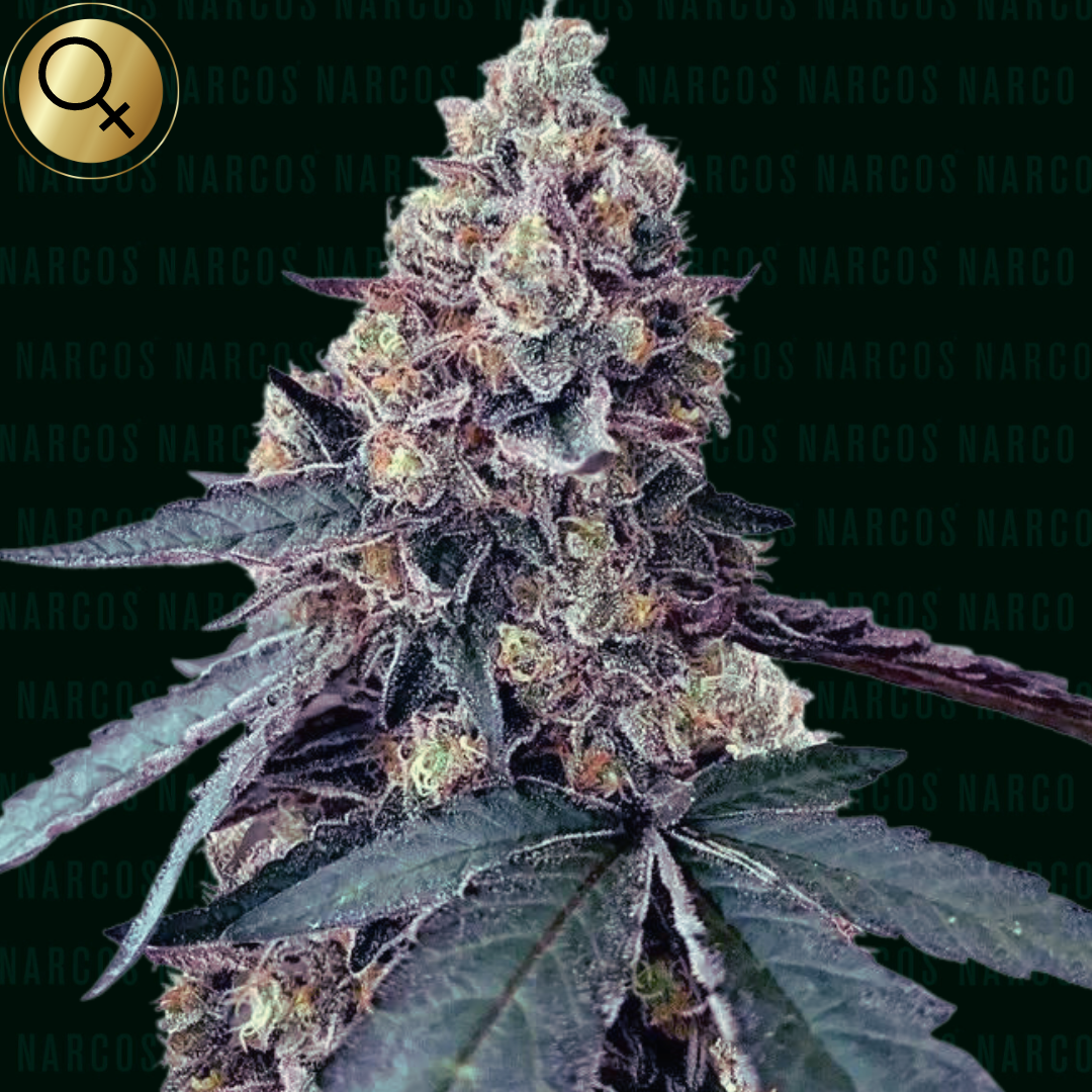 Exquisite Fem Runtz x Zkittlez x Gelato x Secret cannabis buds, radiating vibrant hues of green and purple, coated in a thick layer of trichomes, offering a sweet, fruity aroma with a hint of creamy undertones, ideal for connoisseurs seeking a balanced and potent experience.