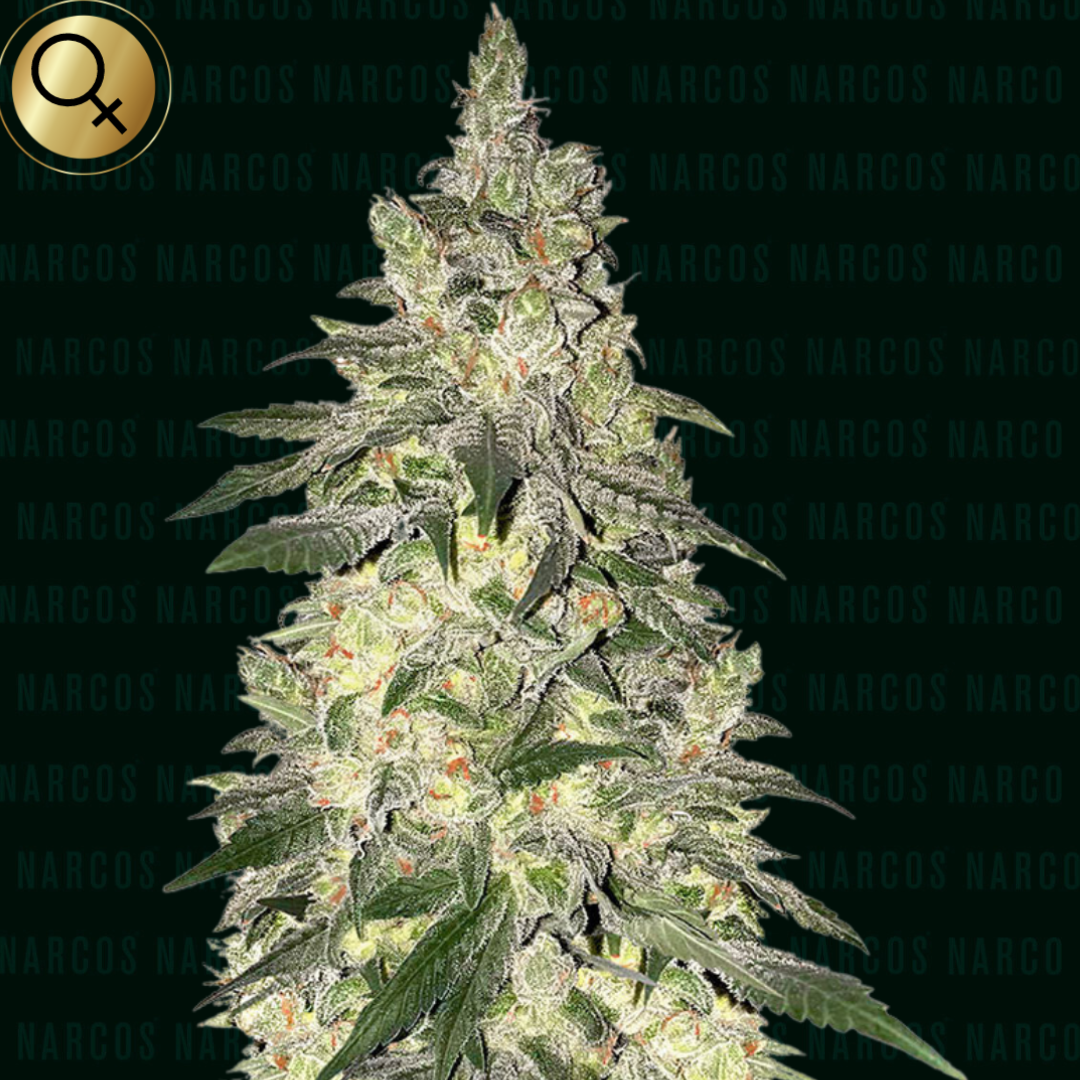 Fem OG Kush x Kush Chemdog x Hindu Kush Vibrant Fem OG Kush x Kush Chemdog x Hindu Kush cannabis strain, showcasing dense buds with a rich coating of trichomes, offering a potent blend of earthy, woody, and spicy aromas, perfect for connoisseurs seeking a powerful and relaxing effect