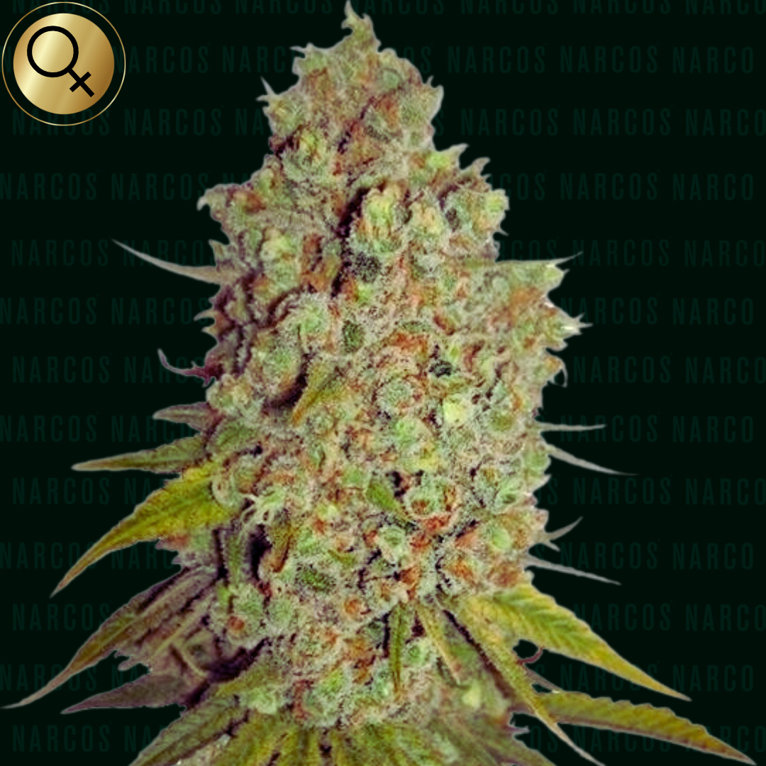 Elevate your senses with NARCOS Agent Murphy, a sativa-dominant hybrid strain designed for focus and all-day energy. Crafted from a fusion of Amnesia, Haze, and Afghan genetics, this strain offers an intense mental high. Discover its complex flavor profile, a fusion of fruity, incense, and wood notes, derived from a rich blend of terpenes. Experience the power of NARCOS Agent Murphy – your key to elevated sensations / Fem Amnesia Haze x Afghan