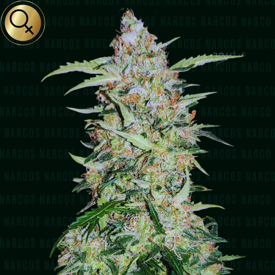 Explore the fusion of flavors with Fem GSC x Durban Poison x OG Kush, a dynamic cannabis strain boasting a rich blend of sweet, earthy aromas with hints of pine and spice. Ideal for those seeking a potent, balanced high that stimulates creativity and relaxation