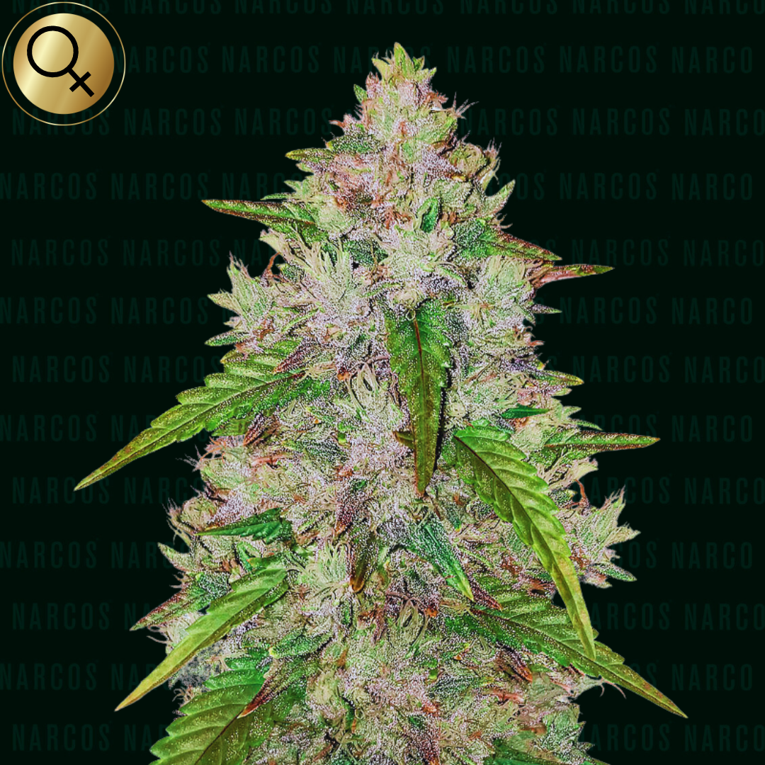 Discover the delight of Fem Auto Gelato x Sunset Sherbet x GSC x Ruderalis cannabis strain, showcasing a mesmerizing blend of sweet, fruity flavors with a hint of earthy undertones. Perfect for those seeking a potent, yet balanced effect, with the convenience of an autoflowering variety