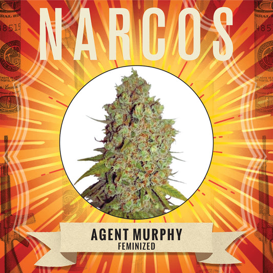 Elevate your senses with NARCOS Agent Murphy, a sativa-dominant hybrid strain designed for focus and all-day energy. Crafted from a fusion of Amnesia, Haze, and Afghan genetics, this strain offers an intense mental high. Discover its complex flavor profile, a fusion of fruity, incense, and wood notes, derived from a rich blend of terpenes. Experience the power of NARCOS Agent Murphy – your key to elevated sensations /Fem Amnesia Haze x Afghan