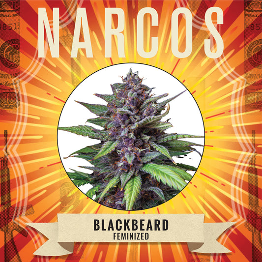 Image: A close-up view of NARCOS Blackbeard cannabis buds with rich green and purple hues, covered in glistening trichomes.Fem Blueberry x Afghani x Thai x Purple Thai